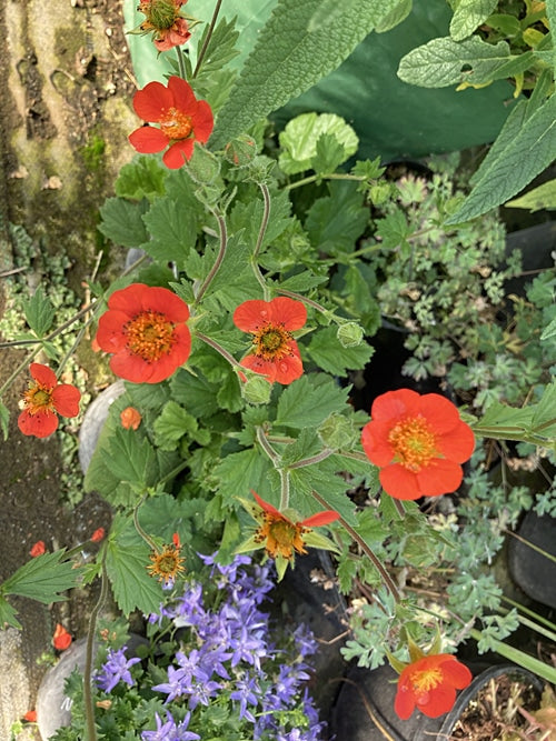 GEUM 'BORISII'