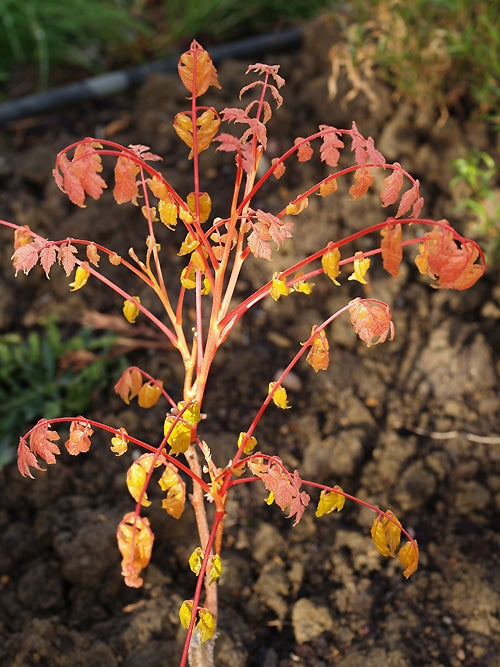 KOELREUTERIA PANICULATA 'CORAL SUN'