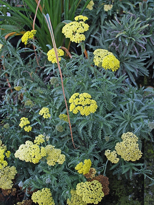 ACHILLEA 'TAYGETEA'