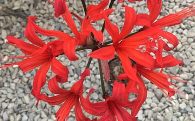 NERINE 'DARLING'