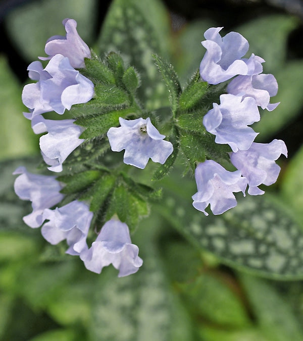 Pulmonaria 'Opal' | Compact Lungwort with Opalescent Blue Flowers