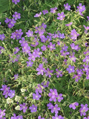 GERANIUM 'NIMBUS'