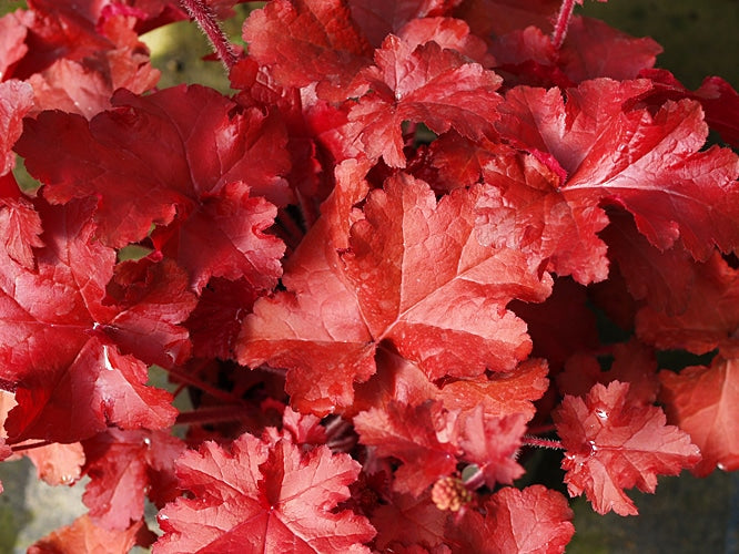 HEUCHERA 'RED SEA'