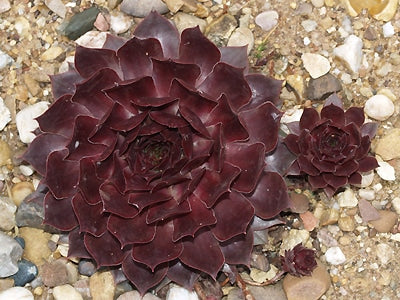 SEMPERVIVUM 'OTHELLO'