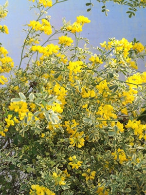 CORONILLA VALENTINA 'VARIEGATA'