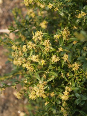 BUXUS SEMPERVIRENS 'MYOSOTIDIFOLIA'