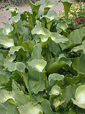 ZANTEDESCHIA AETHIOPICA 'GREEN GODDESS'