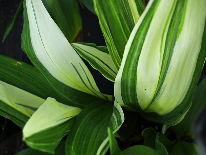 ASPIDISTRA ELATIOR 'OKAME'