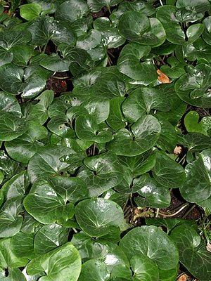 ASARUM EUROPEUM