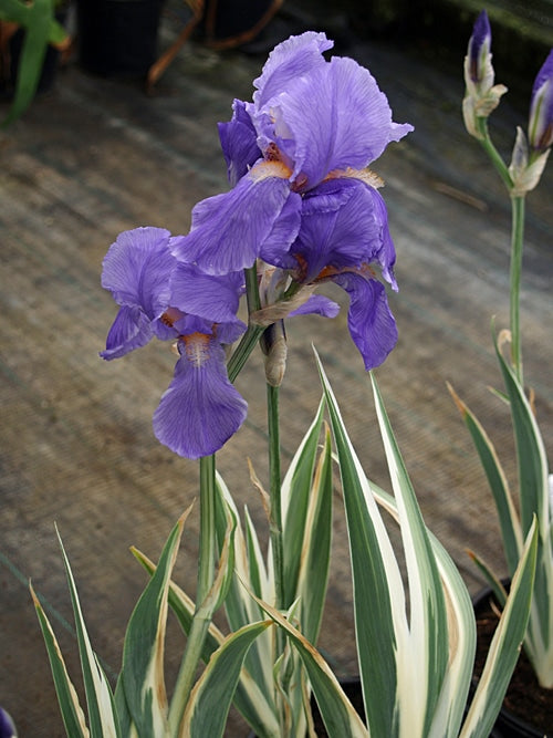 IRIS PALLIDA 'ARGENTEA VARIEGATA'