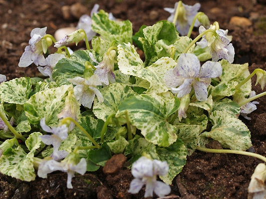 VIOLA SORORIA 'SPECKLES'