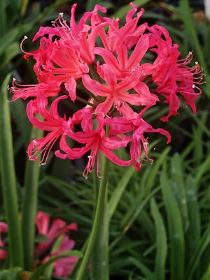 NERINE 'CRANFIELD'