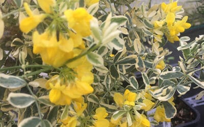 CORONILLA VALENTINA 'COTSWOLD CREAM'