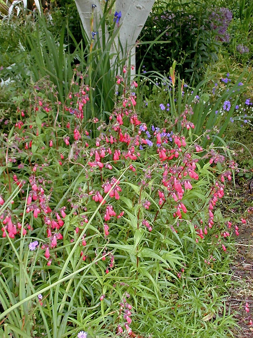 LATHYRUS ROTUNDIFOLIUS 'TILLYPERONE'