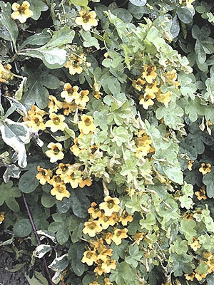 TROPAEOLUM CILIATUM