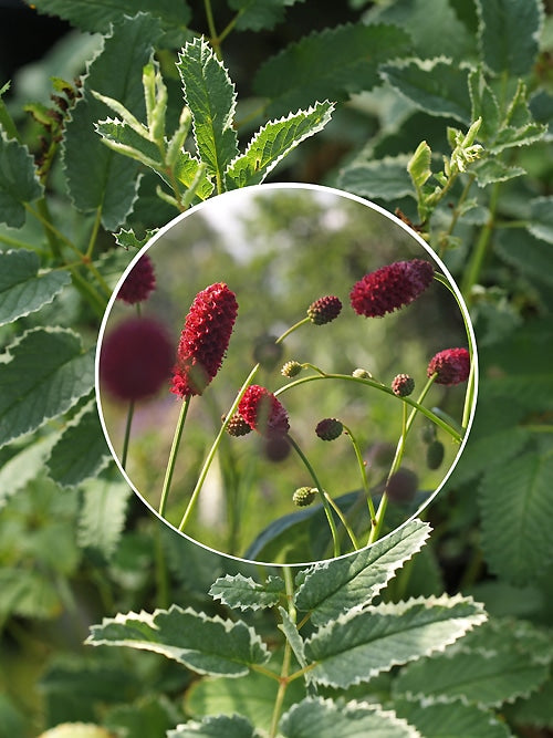 SANGUISORBA OFFICINALIS 'SHIRO-FUKURIN'