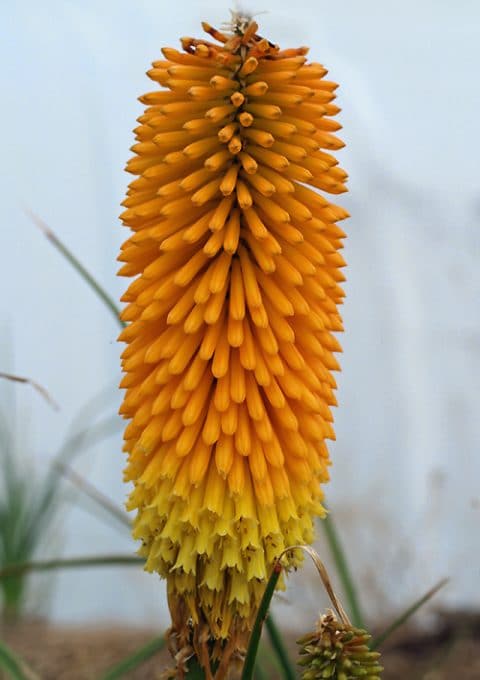 KNIPHOFIA 'NO RHYME NOR REASON'