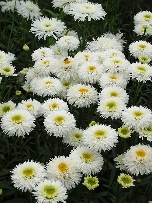 LEUCANTHEMUM x SUPERBUM 'SNEHURKA'