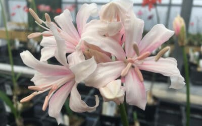 NERINE 'SOLENT SWAN'