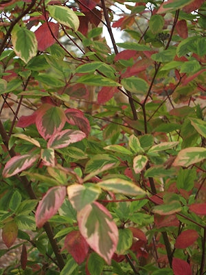 CORNUS SERICEA 'HEDGEROW'S GOLD'