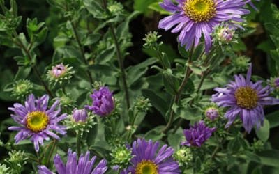 ASTER AMELLUS 'GRÜNDER'