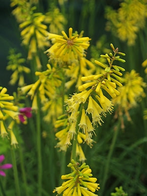 KNIPHOFIA PAUCIFLORA