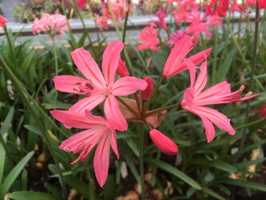 NERINE 'OLDNALL'