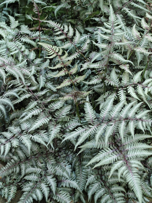 ATHYRIUM NIPONICUM var.PICTUM 'SILVER FALLS'