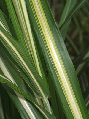 MISCANTHUS SINENSIS var.CONDENSATUS 'CABARET'