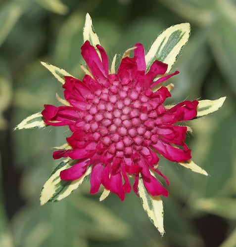 KNAUTIA MACEDONICA 'THUNDER AND LIGHTNING'
