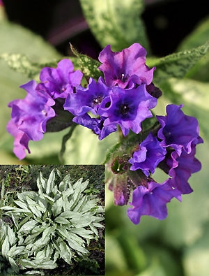 PULMONARIA 'DIANA CLARE'