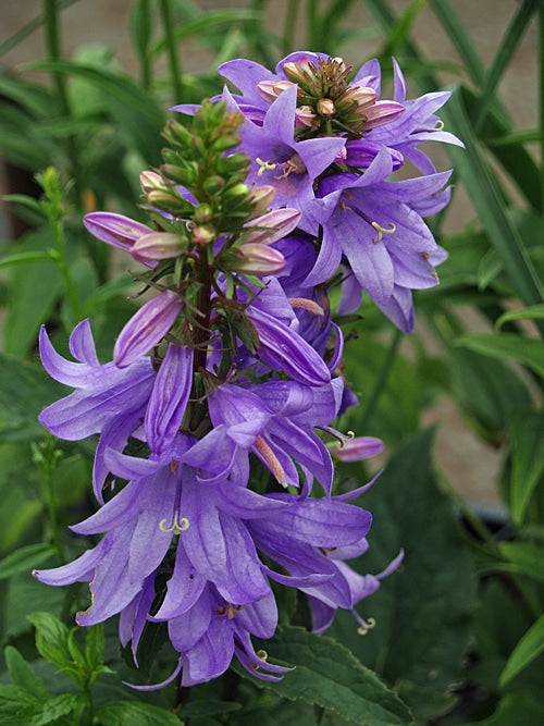 ADENOPHORA 'GAUDI VIOLET'