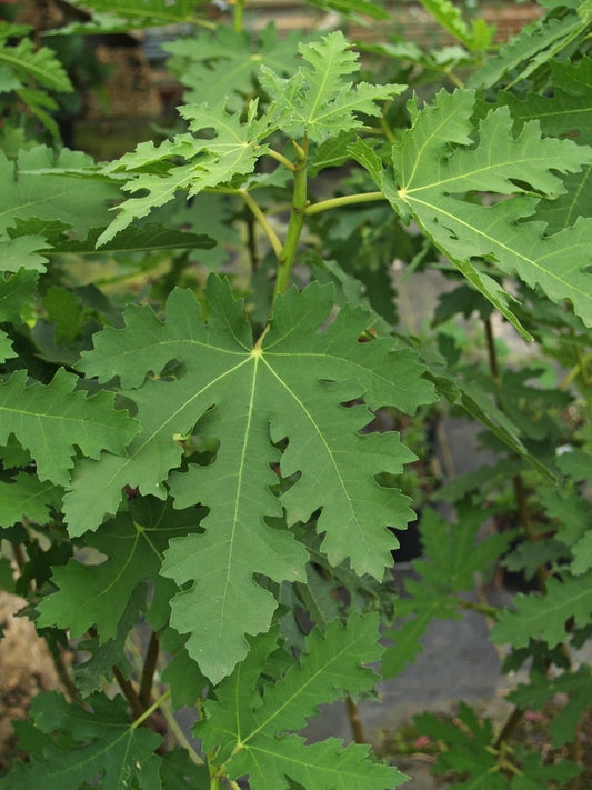 FICUS CARICA 'ICE CRYSTAL'