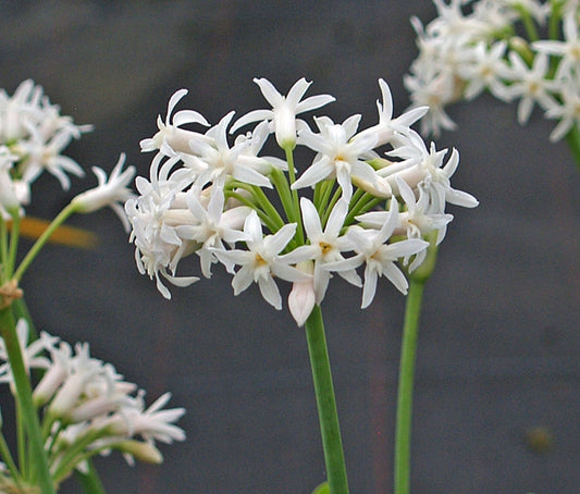 TULBAGHIA SIMMLERI 'CHERYL RENSHAW'