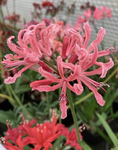 NERINE 'CHRISTMAS DREAMS'