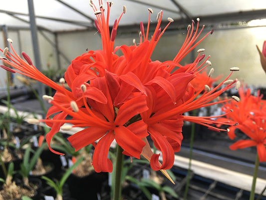 NERINE 'CYNTHIA CHANCE'