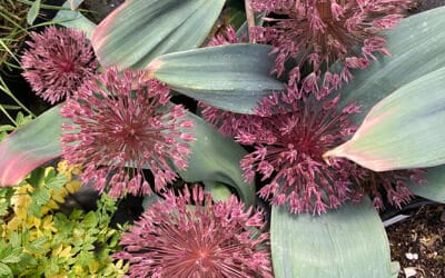 ALLIUM NEVSKIANUM