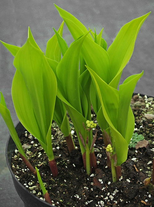 CONVALLARIA MAJALIS 'GOLDEN JUBILEE'