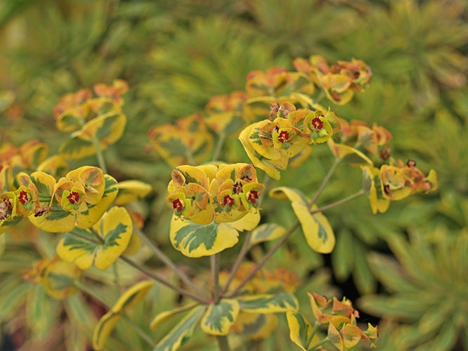 EUPHORBIA x MARTINI 'ASCOT RAINBOW'