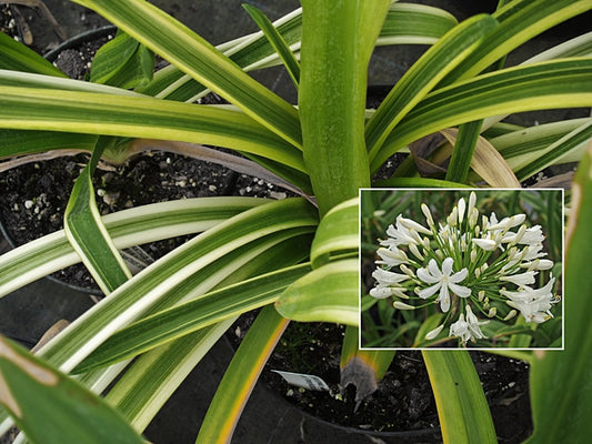 AGAPANTHUS 'TOP SLICE'