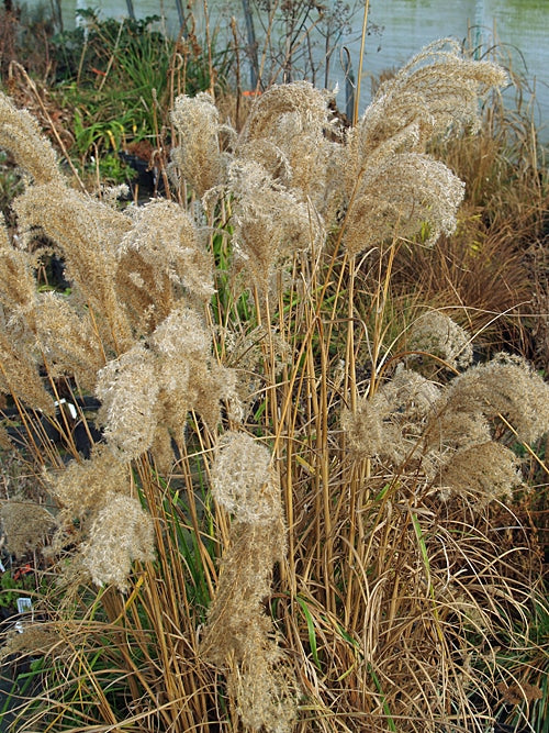 MISCANTHUS TRANSMORRISONENSIS