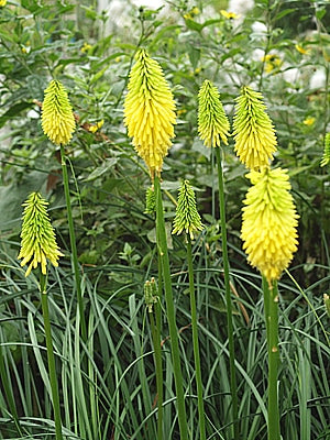 KNIPHOFIA 'BEE'S LEMON'