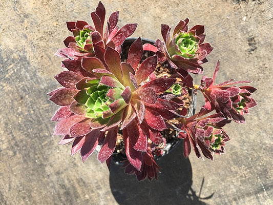 AEONIUM 'TORCHBEARER'
