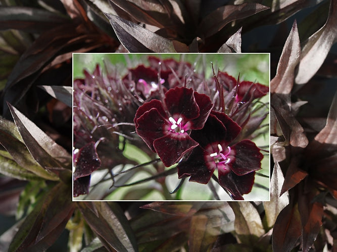 DIANTHUS BARBATUS 'MONKSILVER BLACK'