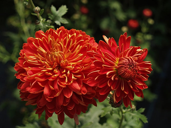 CHRYSANTHEMUM 'CHELSEA PHYSIC GARDEN'