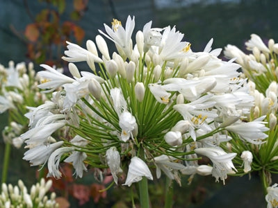 AGAPANTHUS 'WHITE HEAVEN'