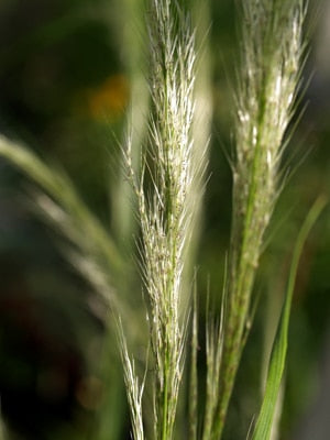 STIPA PSEUDOICHU