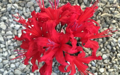 NERINE 'SPRINGBANK JO'