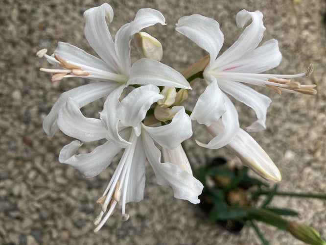 NERINE 'PHILLIPS'