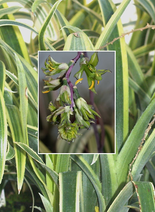 BILLBERGIA NUTANS 'VARIEGATA'